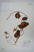 登錄號:S081269藏品圖，第1張