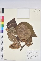 毛桐藏品圖，第1張