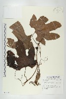 登錄號:S081295藏品圖，第1張