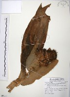 絹毛鳶尾、閉鞘薑藏品圖，第1張