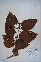 登錄號:S081300藏品圖，第1張