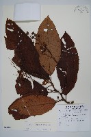 登錄號:S081302藏品圖，第1張