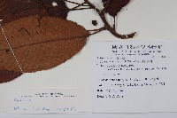 登錄號:S081302藏品圖，第2張