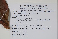 鵝掌柴、江某、鴨腳樹藏品圖，第2張