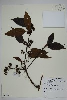 登錄號:S081308藏品圖，第1張