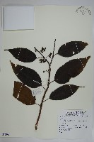 登錄號:S081309藏品圖，第1張