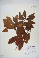 水紅木藏品圖，第1張