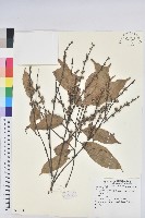 登錄號:S081318藏品圖，第1張