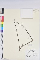 登錄號:S081325藏品圖，第1張