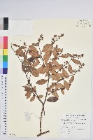 地檀香藏品圖，第1張