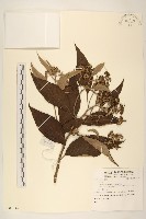 登錄號:S081334藏品圖，第1張