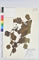 烏臼藏品圖，第1張