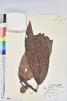 登錄號:S081345藏品圖，第1張