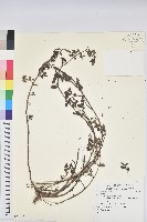 登錄號:S081355藏品圖，第1張