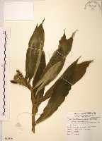 絹毛鳶尾、閉鞘薑藏品圖，第1張