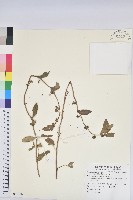 飛揚草藏品圖，第1張