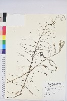 登錄號:S081362藏品圖，第1張