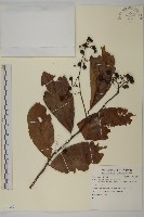 登錄號:S081367藏品圖，第1張