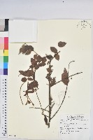 登錄號:S081371藏品圖，第1張