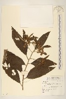 登錄號:S081379藏品圖，第1張