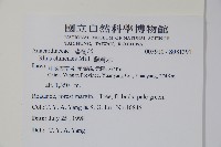 鹽膚木藏品圖，第2張