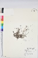 登錄號:S081398藏品圖，第1張