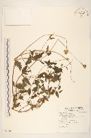 長柄菊藏品圖，第1張