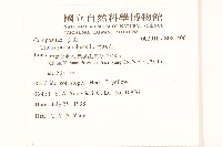 長柄菊藏品圖，第2張