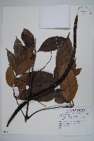 登錄號:S081412藏品圖，第1張