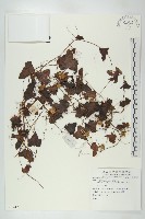 登錄號:S081417藏品圖，第1張