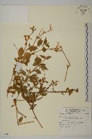 登錄號:S081423藏品圖，第1張