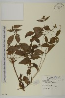 登錄號:S081428藏品圖，第1張