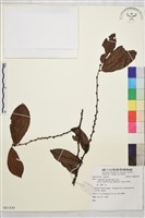 登錄號:S081430藏品圖，第1張