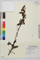 薄葉鼠李藏品圖，第1張