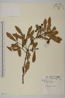 登錄號:S081439藏品圖，第1張