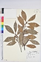 登錄號:S081441藏品圖，第1張