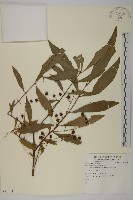 登錄號:S081443藏品圖，第1張