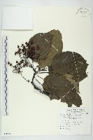 燈台樹藏品圖，第1張