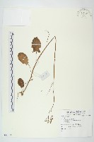 登錄號:S081449藏品圖，第1張