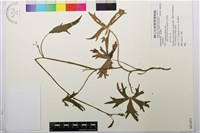 登錄號:S081453藏品圖，第1張