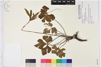 登錄號:S081454藏品圖，第1張