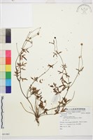 登錄號:S081461藏品圖，第1張