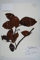 登錄號:S081467藏品圖，第1張