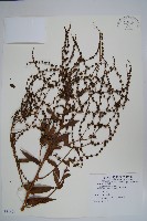 登錄號:S081471藏品圖，第1張