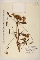 異葉澤蘭藏品圖，第1張