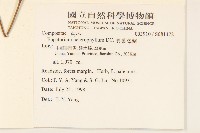 異葉澤蘭藏品圖，第2張