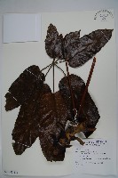 登錄號:S081473藏品圖，第1張