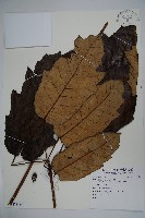 登錄號:S081473藏品圖，第3張