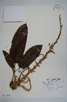 登錄號:S081473藏品圖，第5張