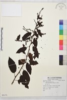 登錄號:S081476藏品圖，第1張